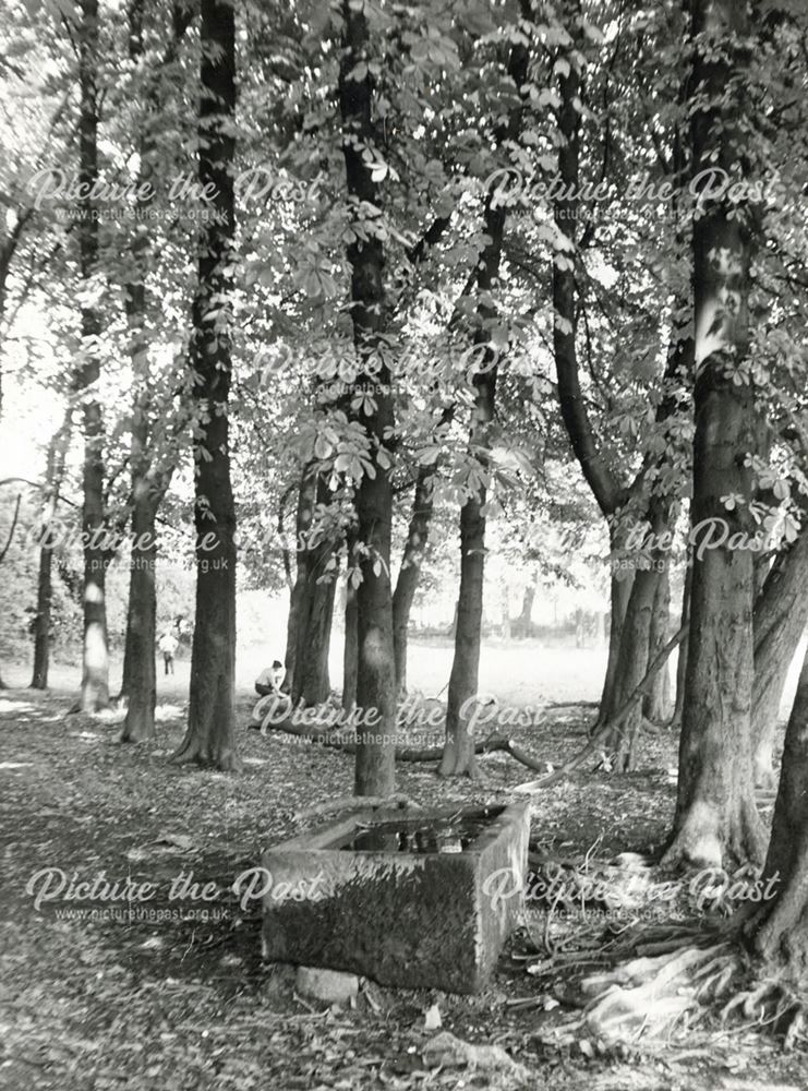 Littlemoor Woods, Eckington, 1970