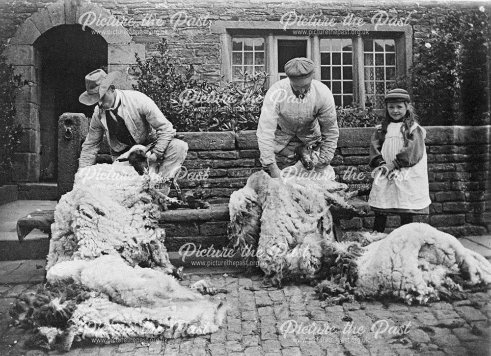 Sheep shearing, Booth Farm, Hayfield, Derbyshire, c 1899-1900