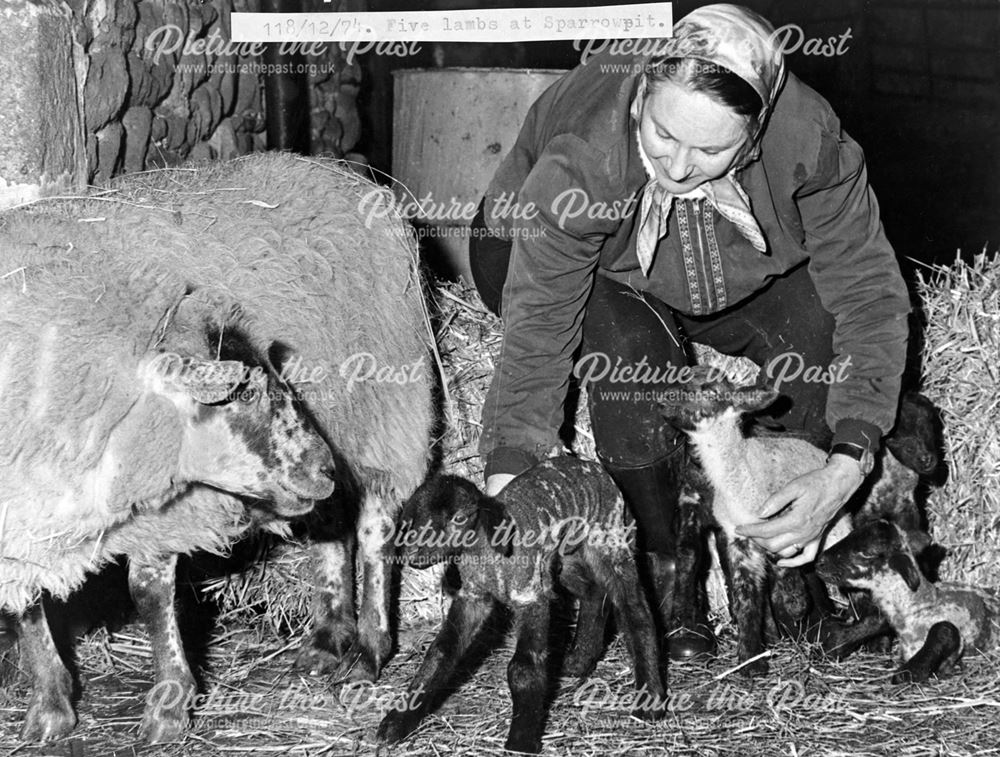 Five Lambs at Rushup Farm, Sparrowpit, 1974