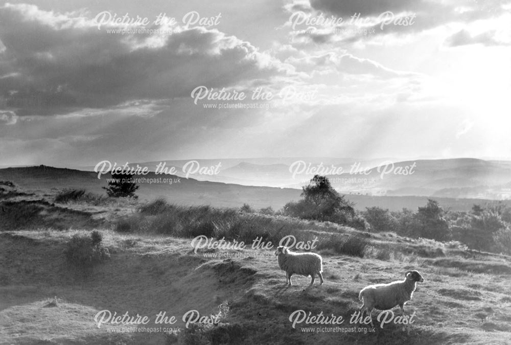 Sheep on the moors near The Fox House Inn, Longshaw, c 1990