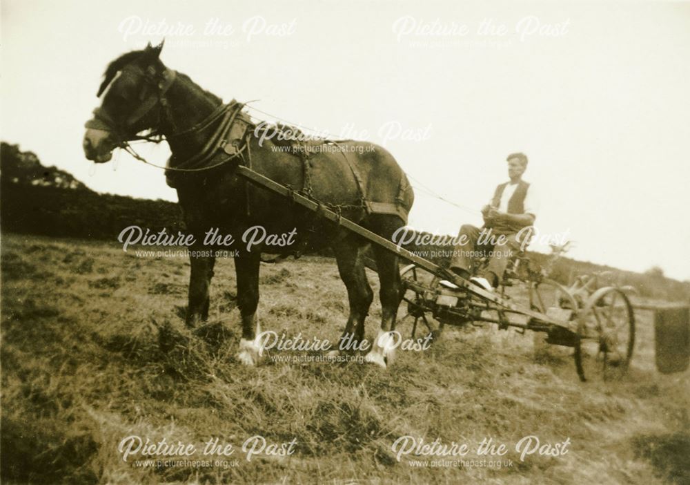 Swathe-turning (hay) by horse, Dale Bank Farm, Milltown (Near Ashover)
