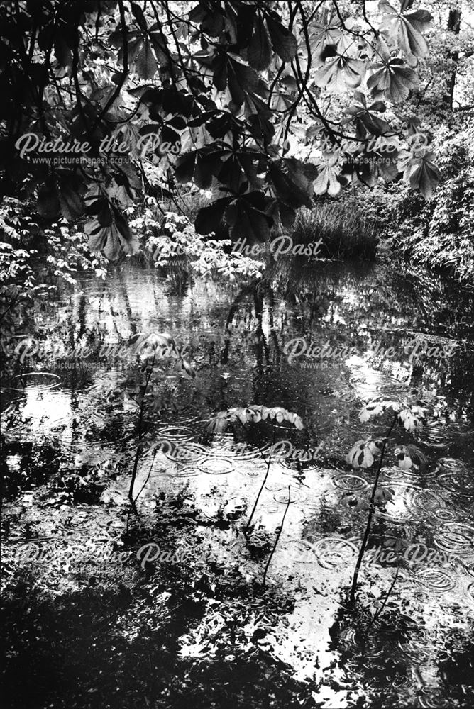 Overgrown pond, after a thunderstorm