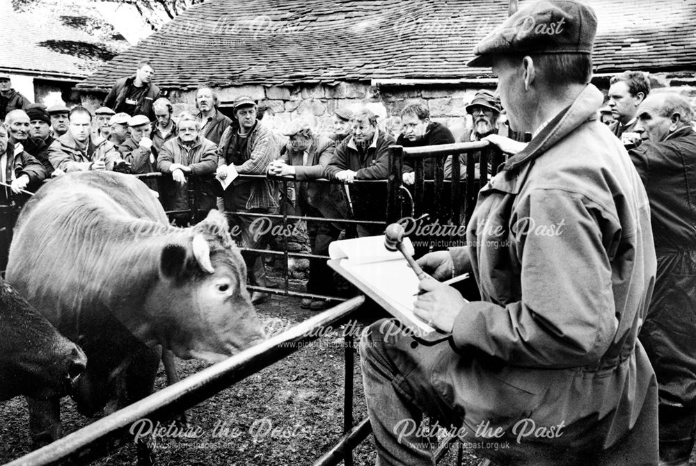 Auction of cattle