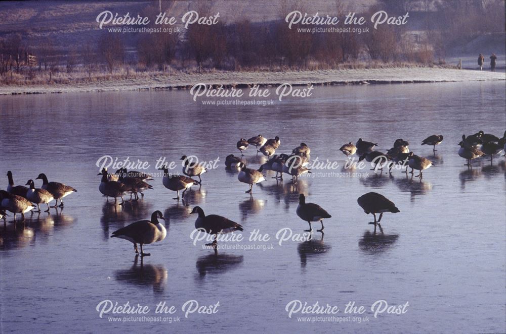 Canada Geese in the early morning on the frozen lake, Rother Valley Country Park