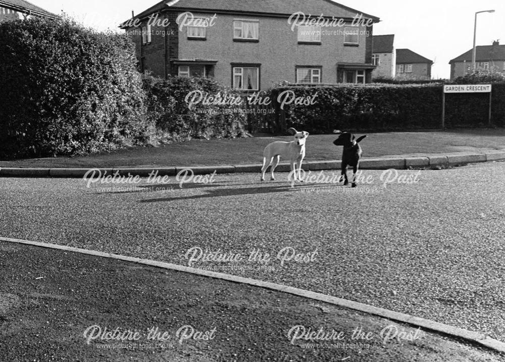 Two dogs in Garden Crescent, South Normanton