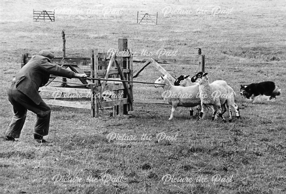 Sheepdog trials, dovedale, 1979