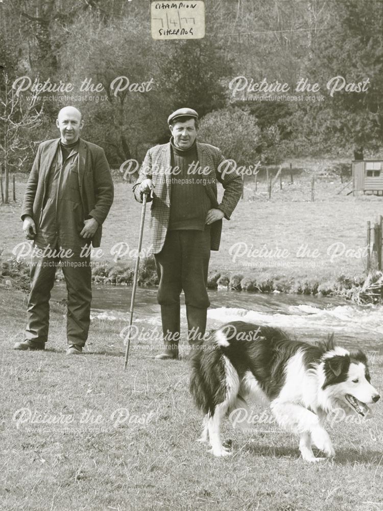 Sheepdog event, Chatsworth Park, Chatsworth, 1977