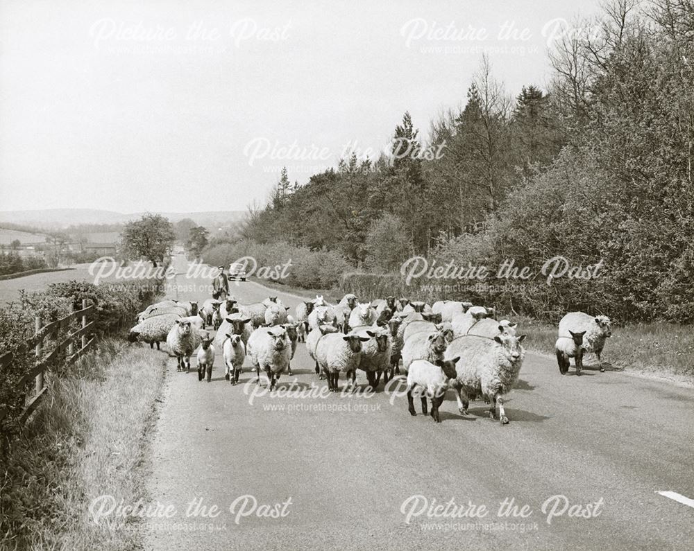 Sheep on road, A6020, north of Bakewell, 1970s