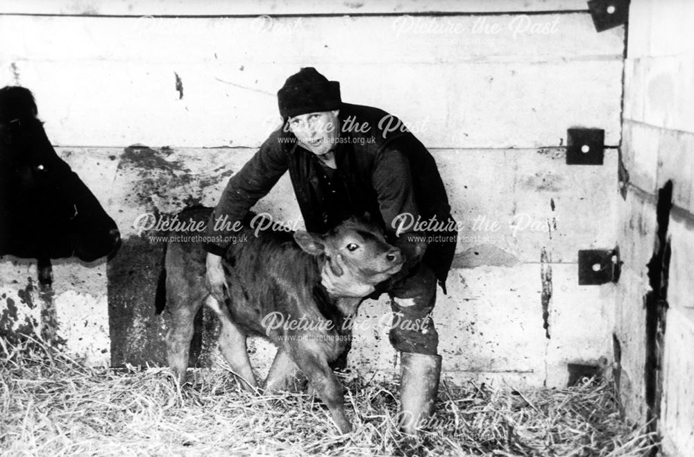 Mark Allcock with calf