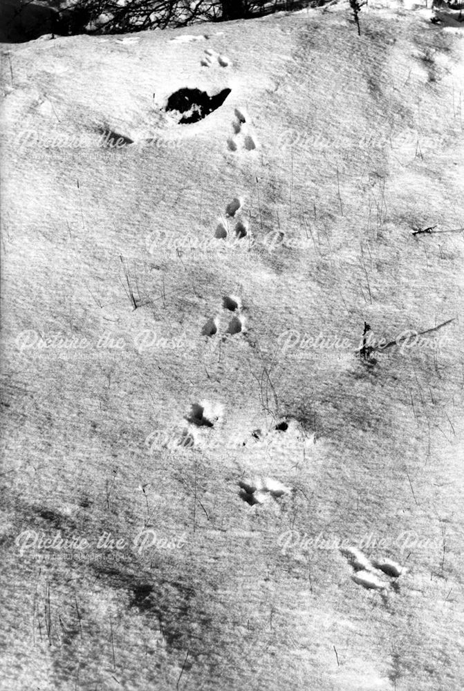 Winter Wanderer (rabbit footprints)