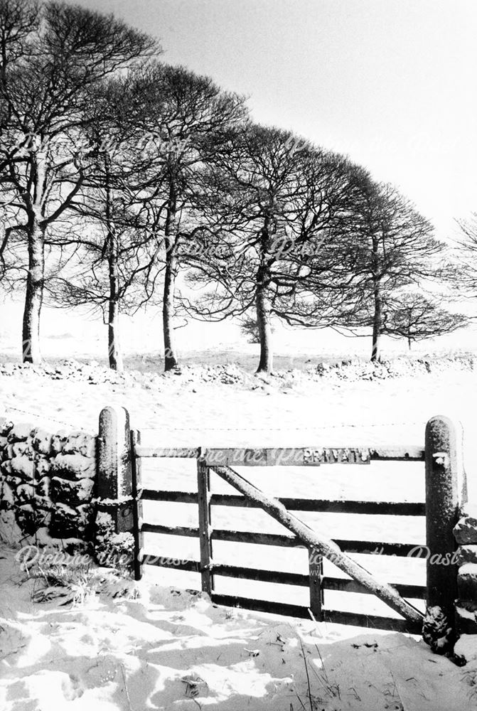 Winter Trees