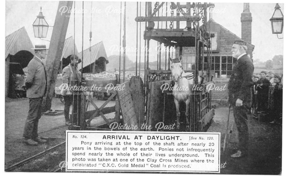 Pit Pony at Pithead, Clay Cross, c 1910s ?