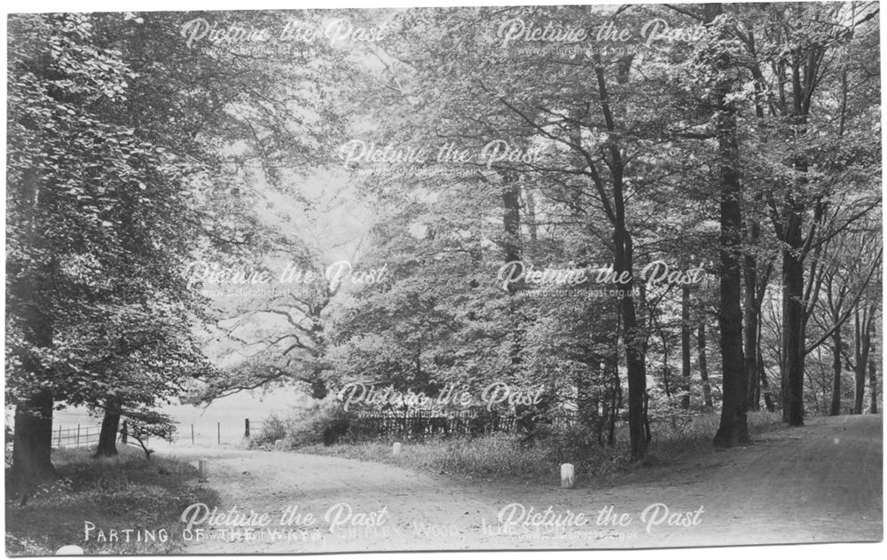 Parting of the ways, Shipley Wood, Ilkeston