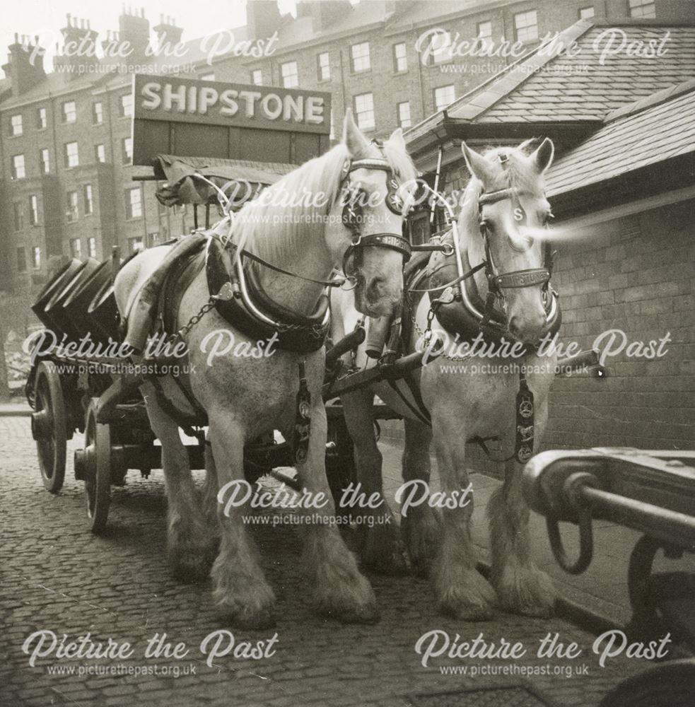 Shipstones Dray and Horses, Ilkeston Road, Radford, Nottingham, c 1956