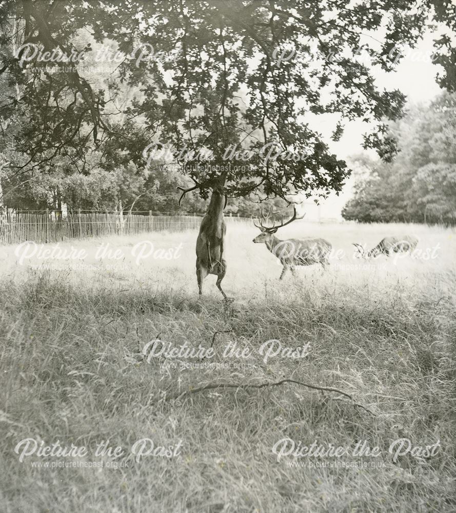 Grazing Deer in Wollaton Park, Wollaton, Nottingham, 1959