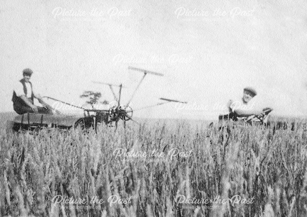 Harvesting Wheat, Dethick, c 1930s