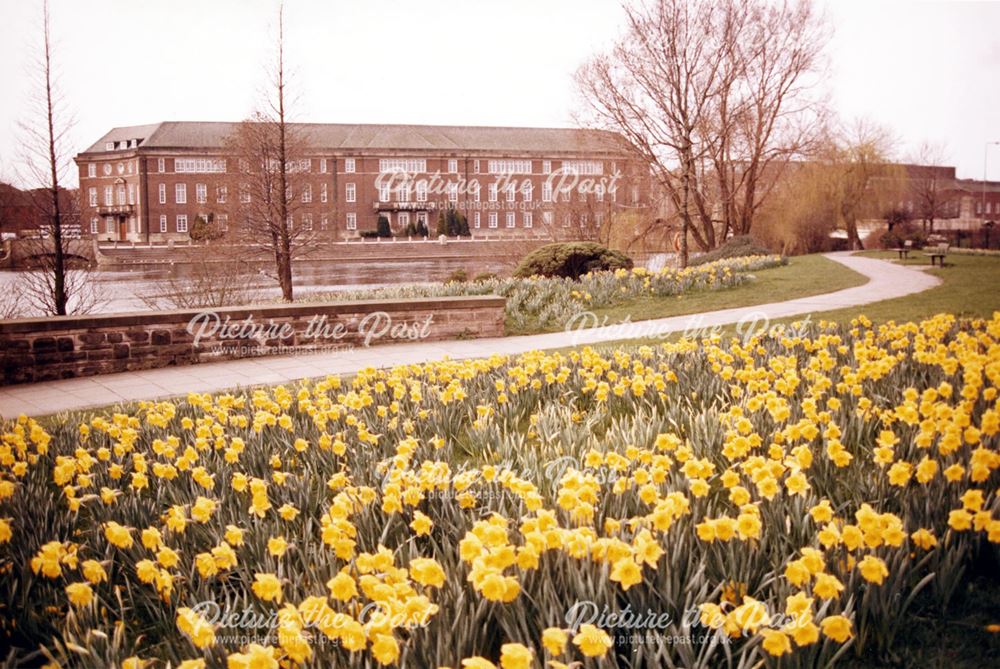 The Council House and River Derwent, with Daffodils