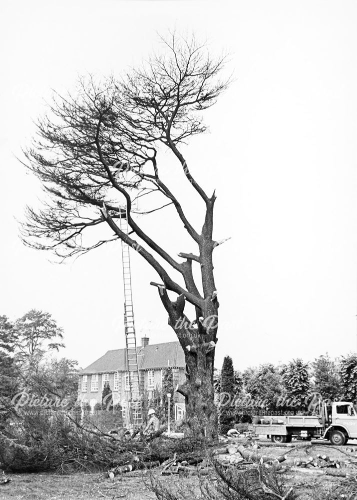 Cedar Tree felled at the former Parkfield Cedars Girls Grammar School