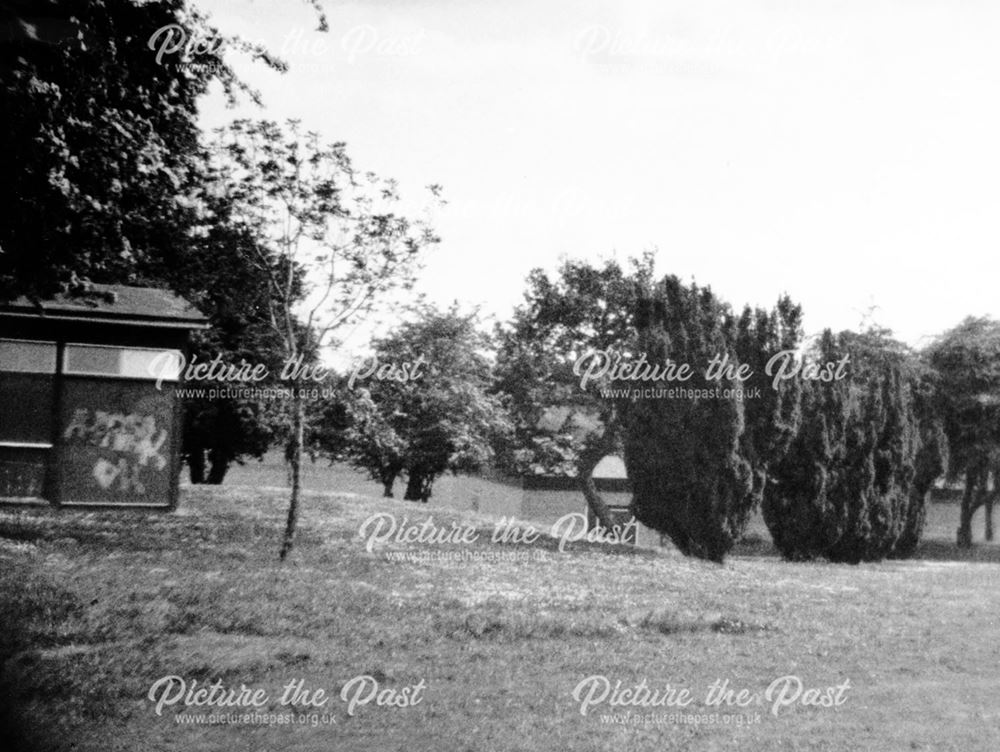 Yew Trees in Chaddesden Park