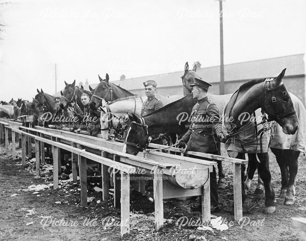 'Horses of a remount squadron, at a well known racecourse' (possibly Derby Racecourse ? or maybe Don