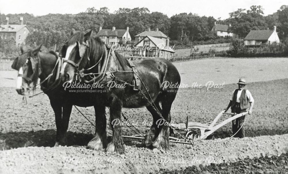 Tom Kinder Ploughing, Little Eaton, c 1930?