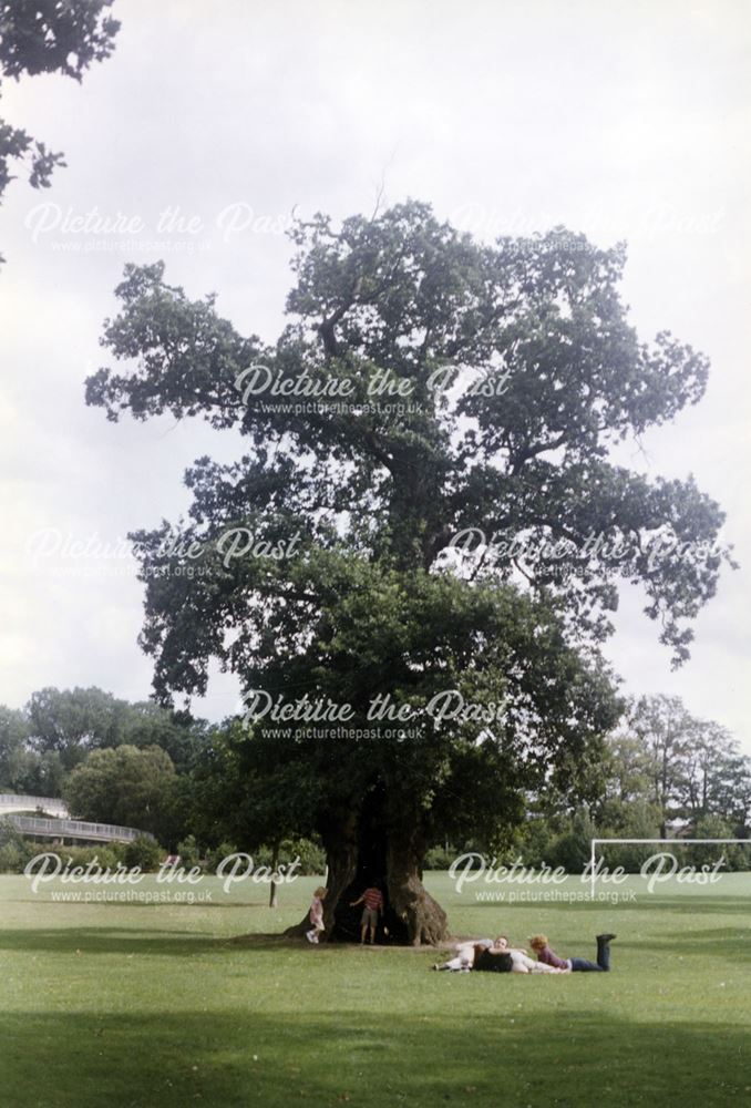 Children playing in hollow tree