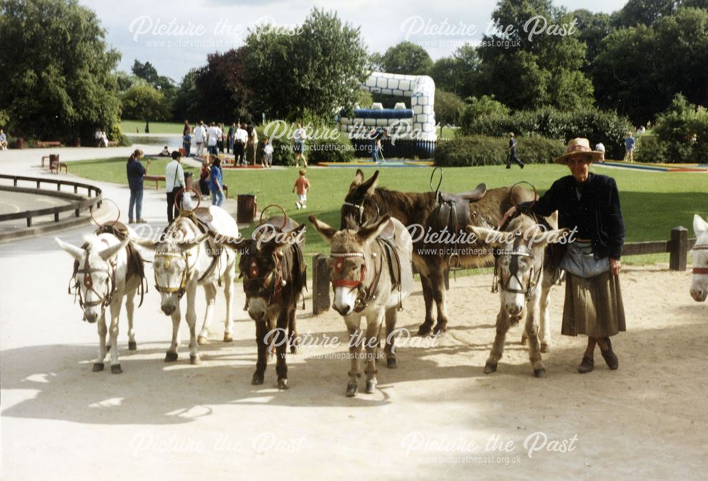 Donkeys available for riding