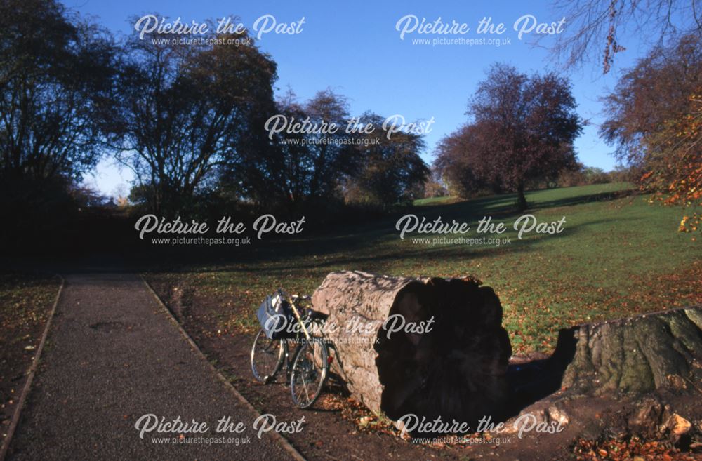 The Old Tree Trunk and Path at Darley Park