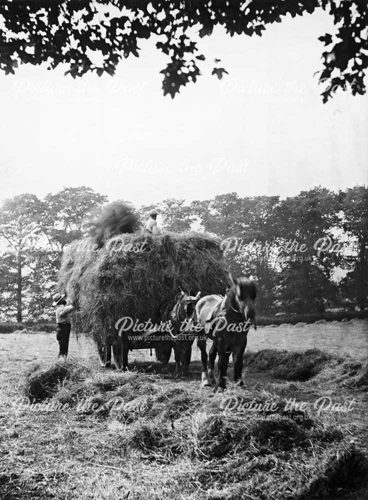 Gathering hay, Vine Farm, Kirk Hallamearly 20th century