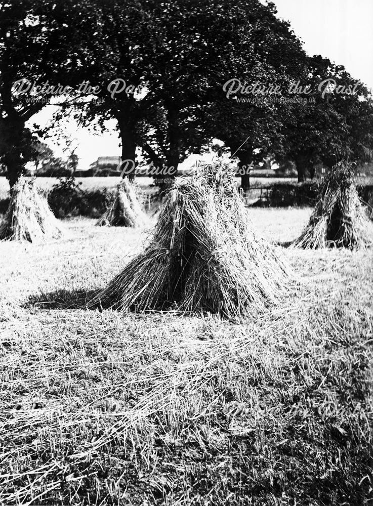 Haycocks, Vine Farm, Kirk Hallamearly 20th century