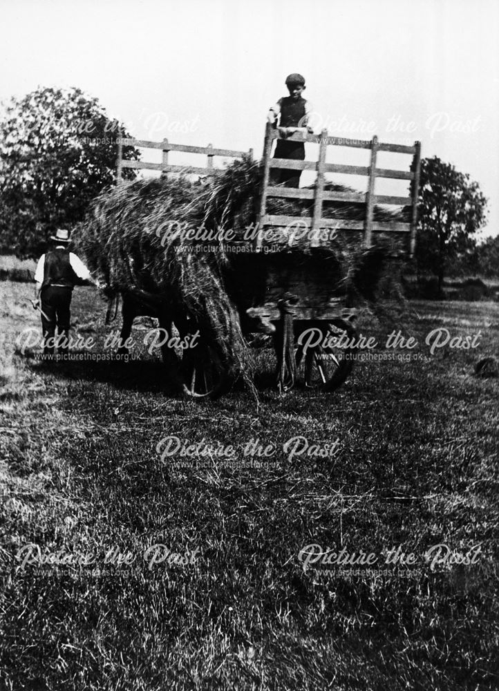 Gathering hay, Vine Farm, Kirk Hallamearly 20th century